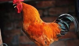 公鸡原神爆料视频大全最新